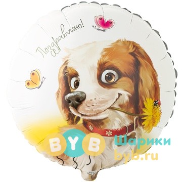 Фольгированный шар "ПОЗДРАВЛЯЮ!  Собака с цветком"